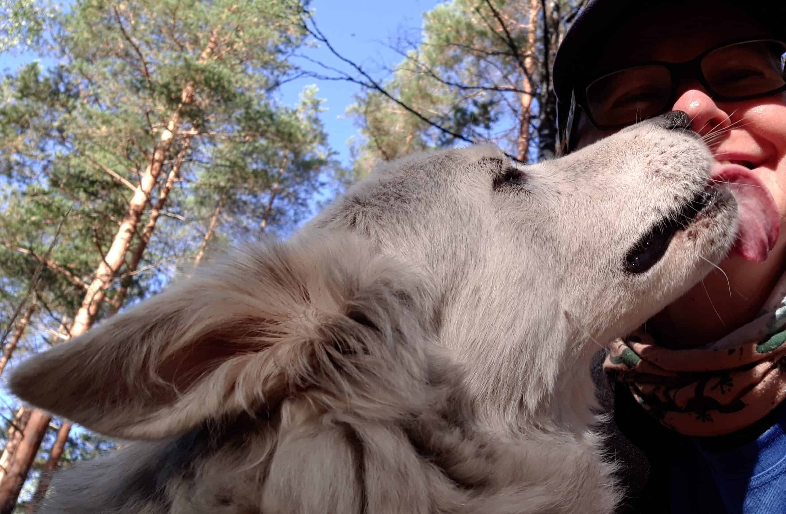 Gray and white wolf=like dog licking owners face in forest saying 'I love you'