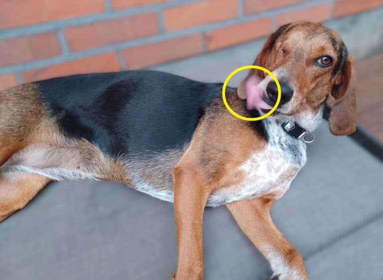 One eyed tan, black and white dachshund cross dog lying on gray sofa and flicking her tongue as a sign of stress