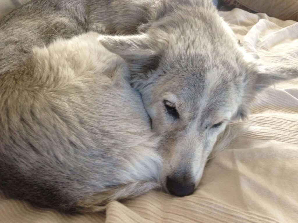Light gray dog curled up sleeping on beige blanket