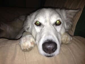 Light gray dog leaning on arm of sofa with head between paws