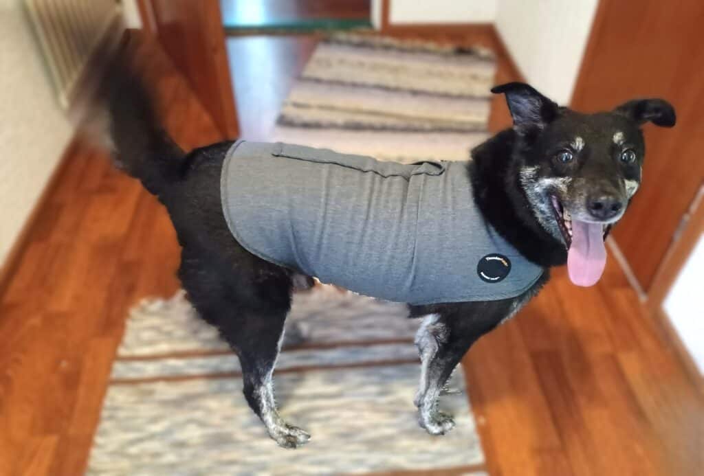 Black dog with tan legs and face standing in hallway wearing Thunmdershirt anxiety jacket