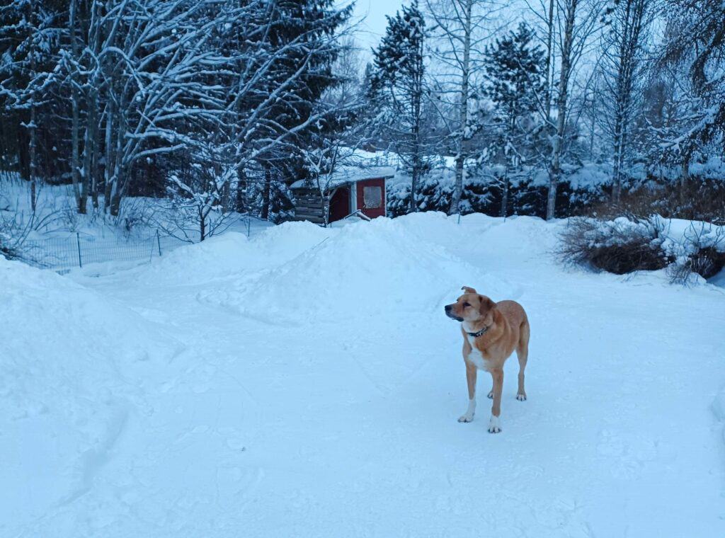 Large tan dog standing in snowy yard watching the trees