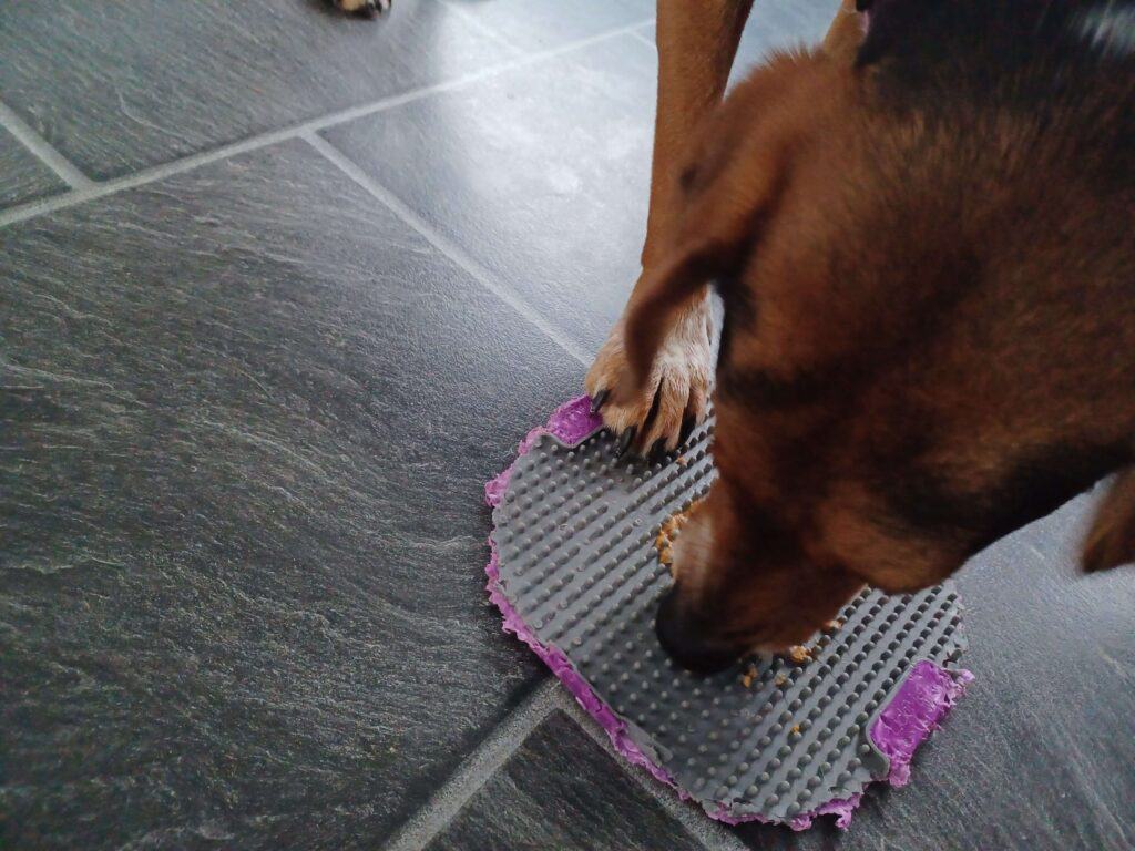 Tan color dog extracting xylitol-free peanut butter from a lick mat