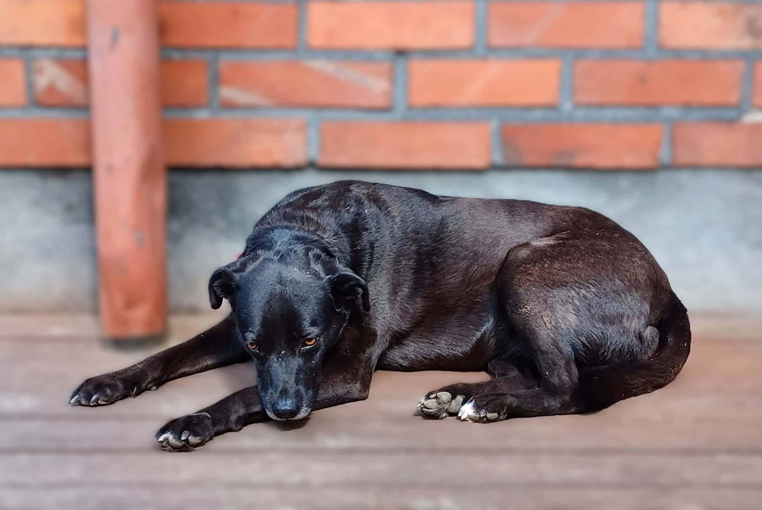 Anxious looking black labrador cross dog lying curled up on wooden deck with red bricks behind