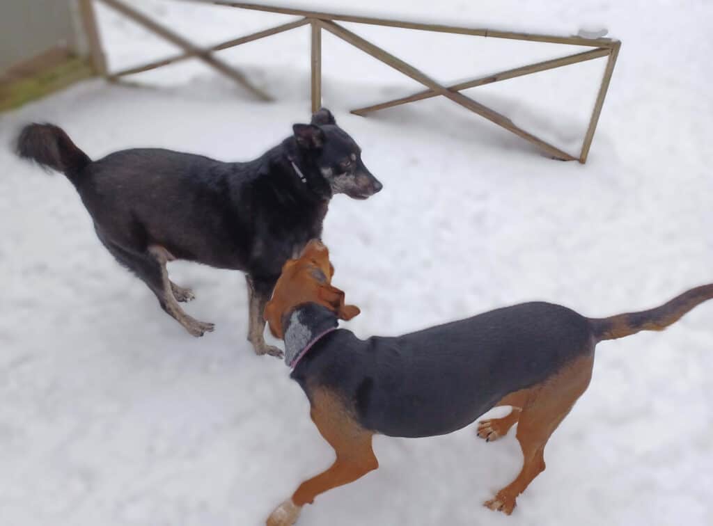 Medium size black dog and smaller tan and black dog playing in snow