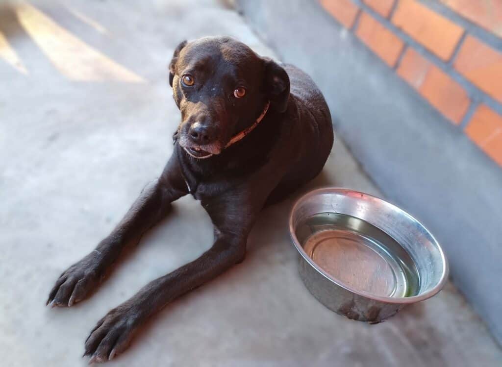Sad black dog lying on concrete path next to metal water bowl