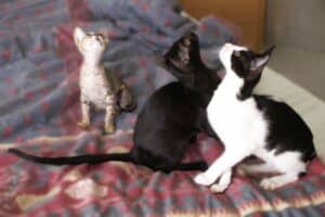 Tabby kitten, black kitten, and black and white kitten all sitting looking up, playing with homemade DIY cat toy