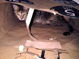 Tabby cat sitting in large grocery store paper bag, a DIY homemade cat toy