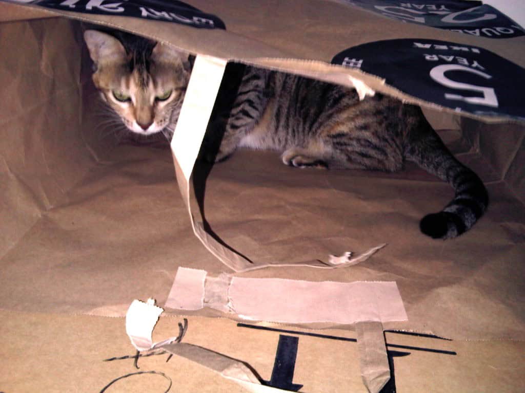 Tabby cat sitting in large grocery store paper bag, a DIY homemade cat toy