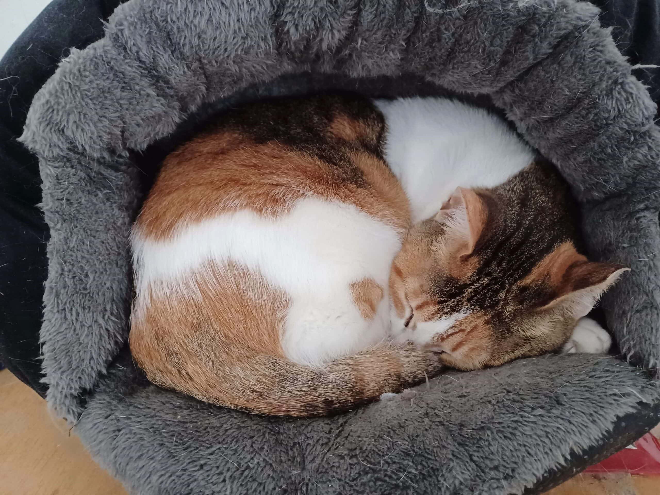 Tortoiseshell cat curled up sleeping in gray fluffy cat bed found in a thrift store