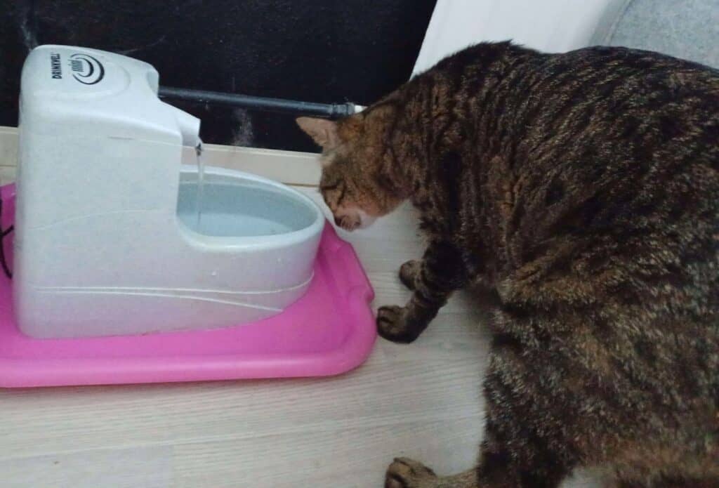 Tabby cat sniffing around cat water fountain found in a thrift store