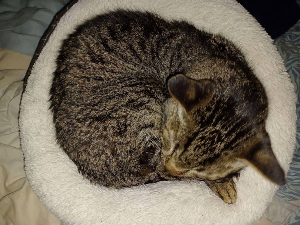 Tabby cat curled up sleeping in gray fluffy cat bed found in a thrift store