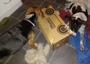 Black and white dog and tan and black dog playing tug of war with a cardboard box as a homemade dog toy