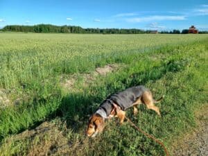 Black and tan dachsund with long legs on a long line sniffing in grass as daily enrichment activity