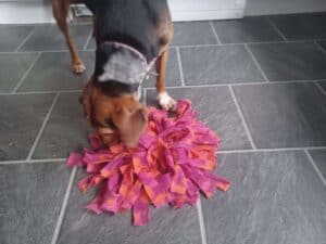 Black and tan dachsund with long legs sniffing treats out of a homemade snuffle mat as daily enrichment activity
