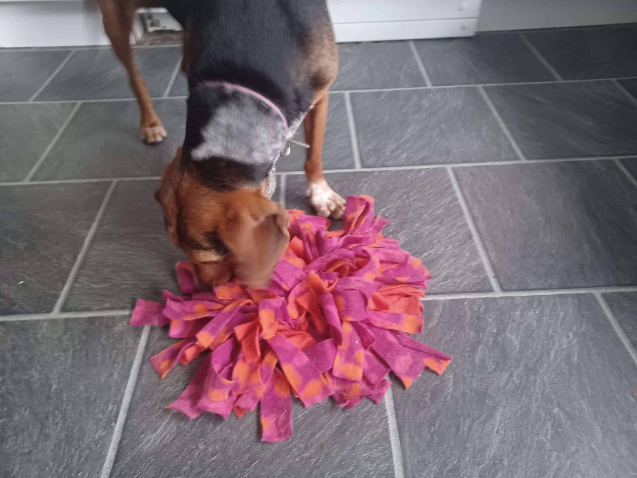 Black and tan dachsund with long legs sniffing treats out of a homemade snuffle mat as daily enrichment activity