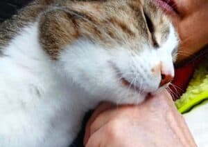 Tortoiseshell cat leaning into female owner's face, who is also stroking her head as part of a consent test