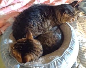 2 tabby cats facing in opposite directions, squashed into circular gray furry cat bed