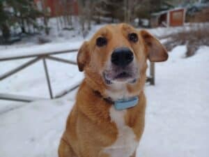 Close up of large tan color dog with white chest standing in snow wearing mint color Tractive DOG 6 GPS and health tracker on his collar