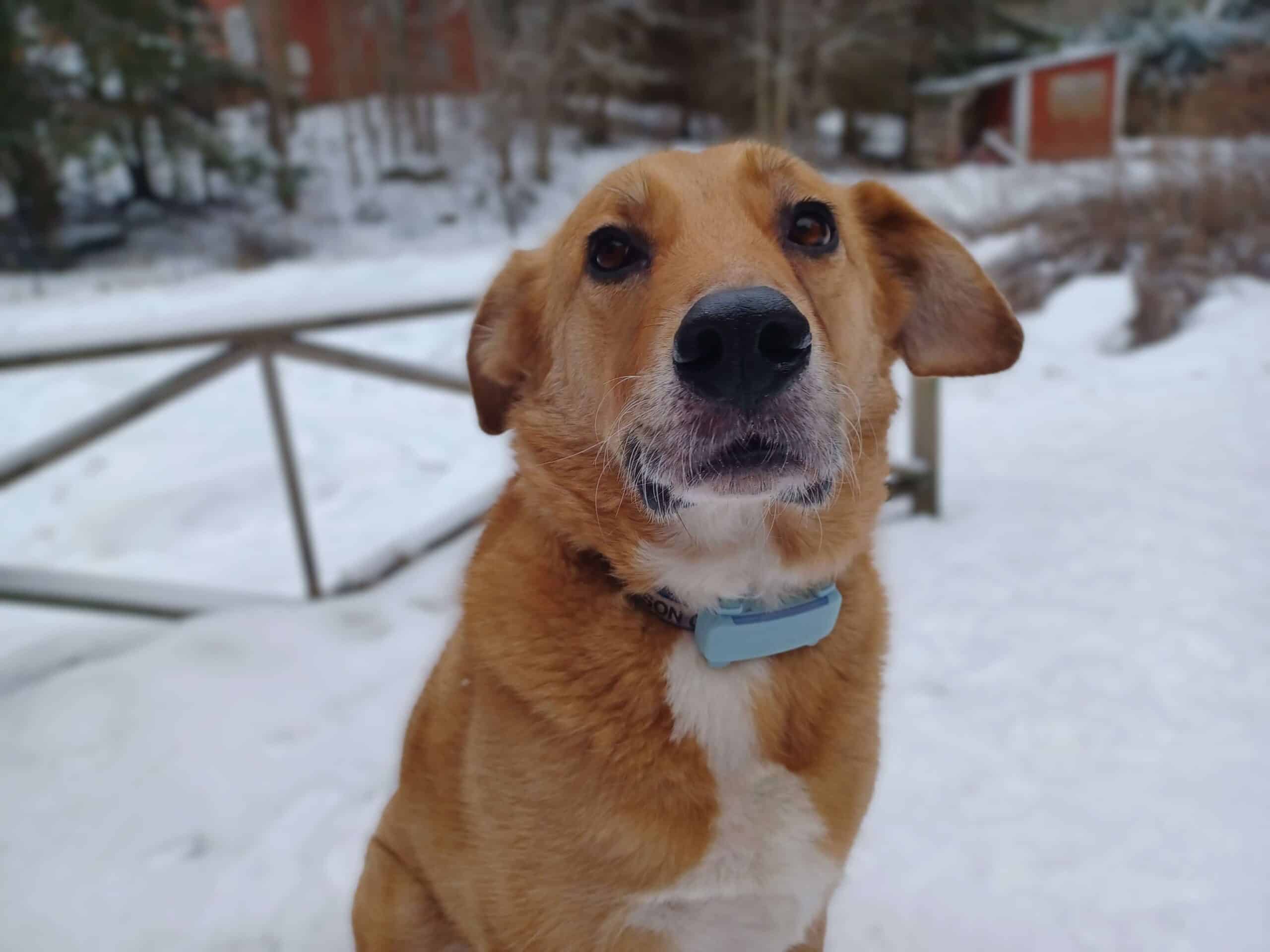 Close up of large tan color dog with white chest standing in snow wearing mint color Tractive DOG 6 GPS and health tracker on his collar