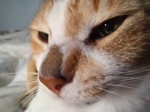 Close up of face of pretty tortoiseshell cat with eyes half closed