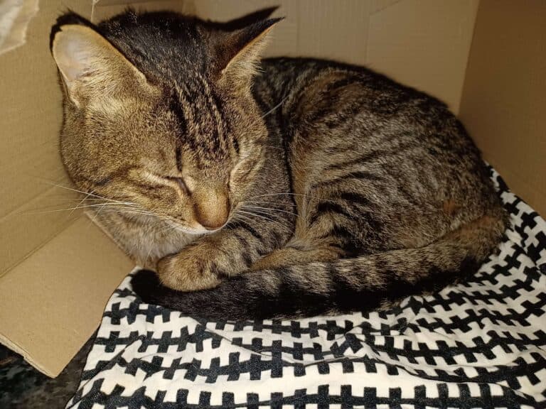 Tabby cat dozing, half lying, half sitting, in cardboard box, a known stress reliever in cats