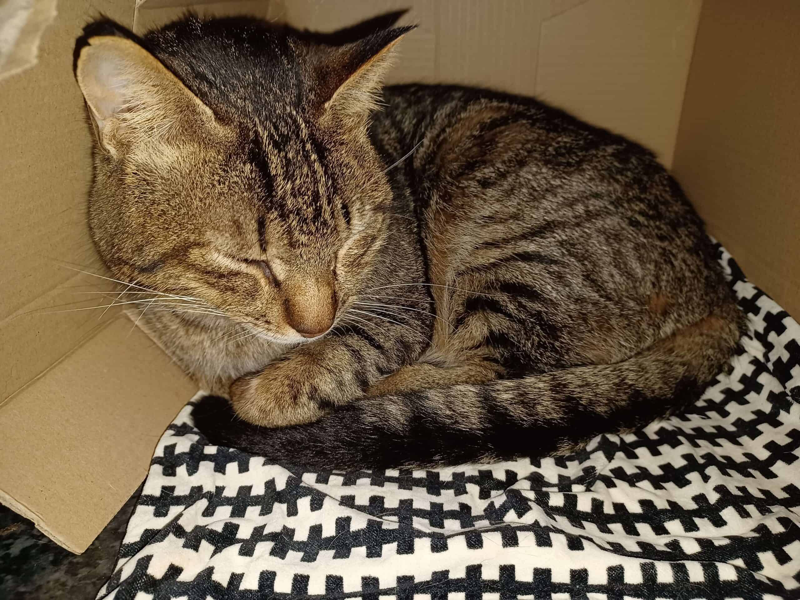 Tabby cat dozing, half lying, half sitting, in cardboard box, a known stress reliever in cats
