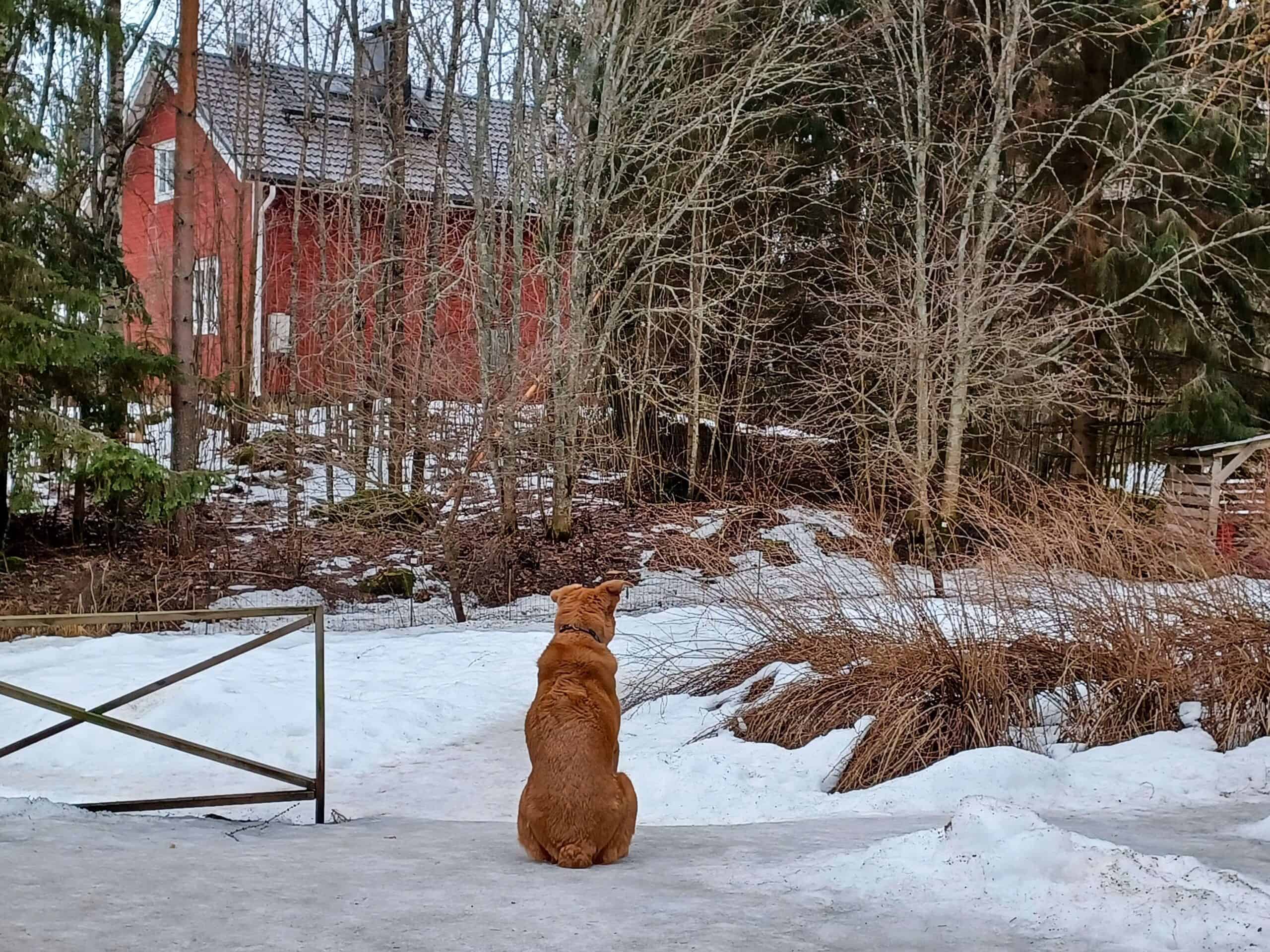 Large tan dog sitting in snowy backyard staring at red wooden house, facing away - copyright The Cat And Dog House