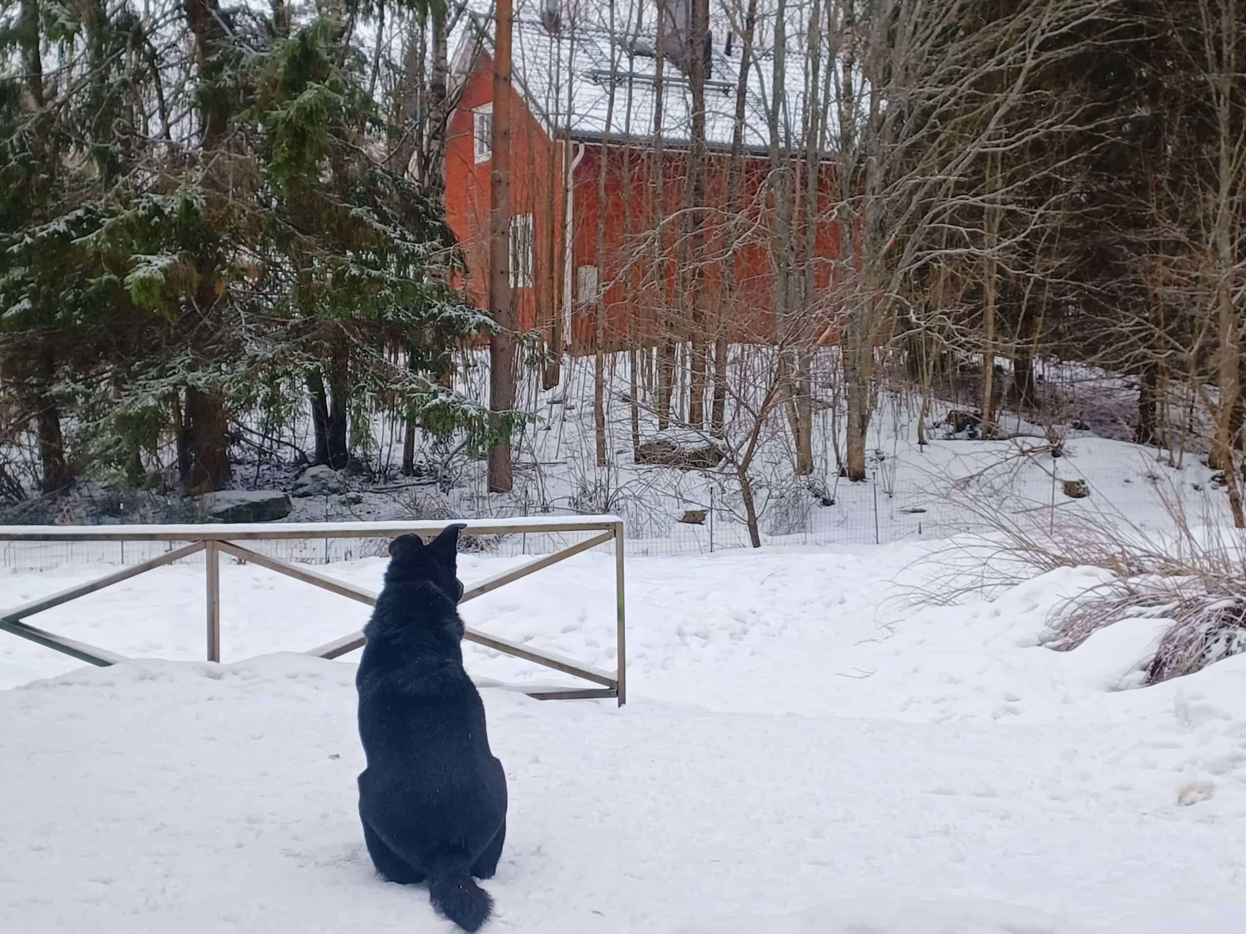Large black dog sitting in snowy backyard staring at red wooden house, facing away - copyright The Cat And Dog House