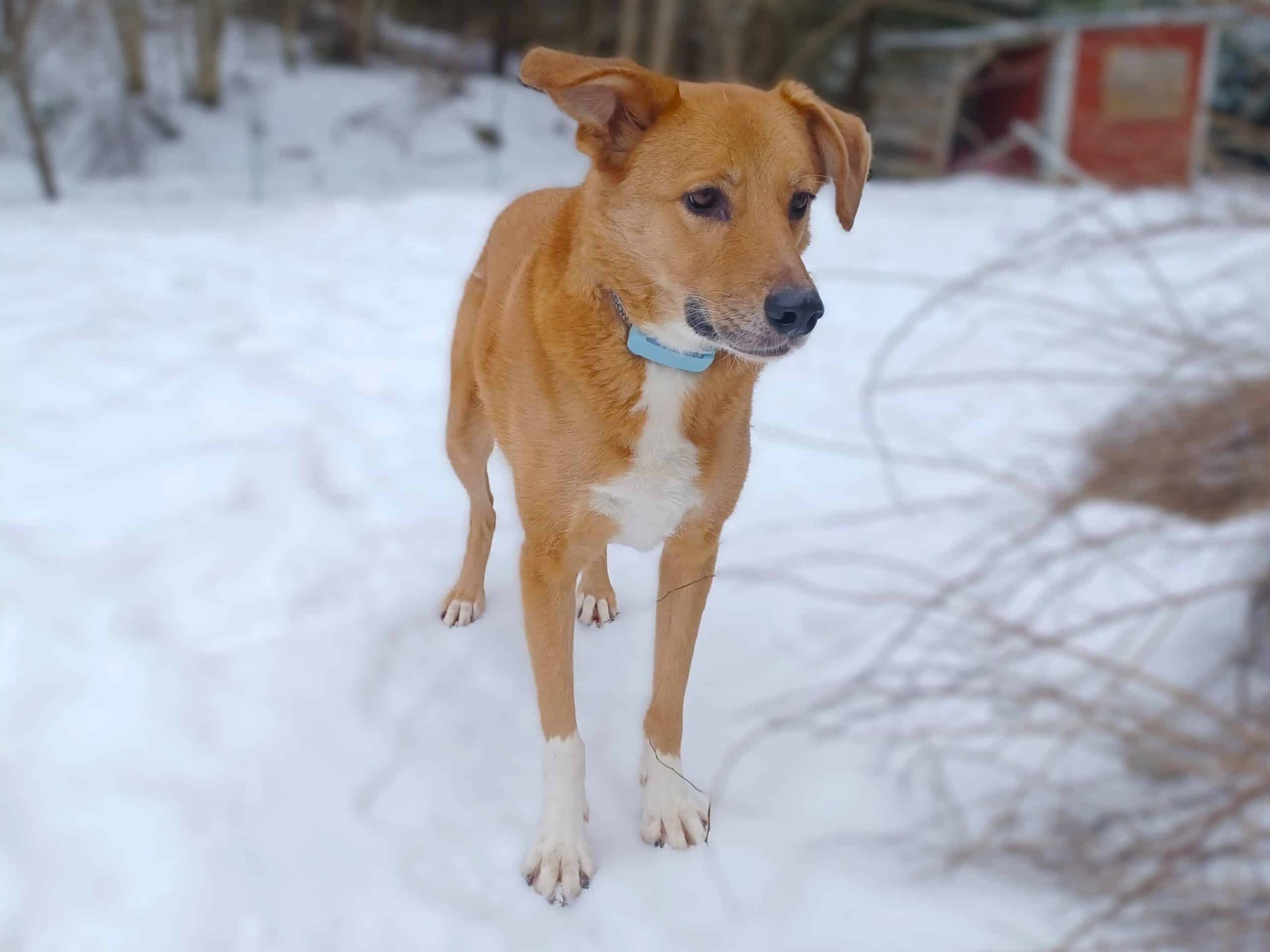 Large tan dog with white chest and paws standing in snow looking to the side, looking nervous