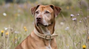 Large brown and white dog sitting in flowery firled wearing beige collar made from hemp. Image generated by Ideogram AI