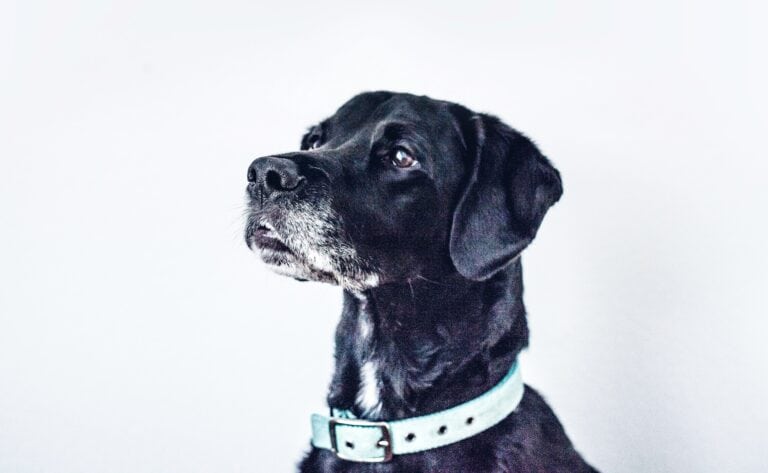 Side profile of head and shoulders of black dog with gray muzzle wearing pale blue bamboo collar. Photo by Ken Reid on Unsplash