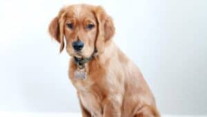 Tan color dog with floppy ears wearing green recycled collar sitting in front of white background, looking at camera. Photo by Maddy Baker on Unsplash