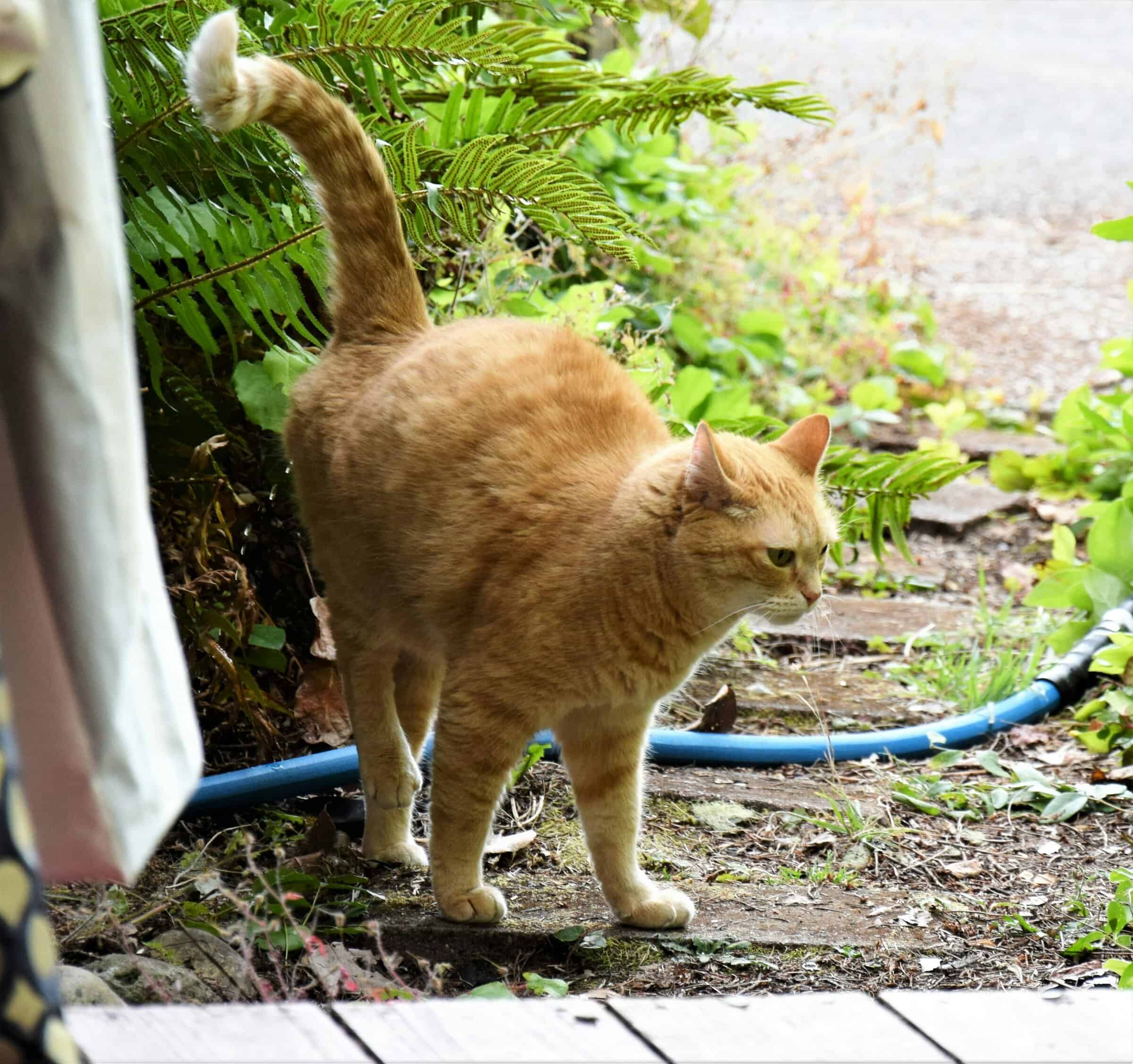 Ginger cat backed up to a wall spraying urine