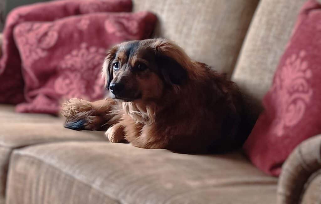 Small fluffy black and tan rescue dog lying on beige fabric sofa with ears back, looking "guilty". Or not?
