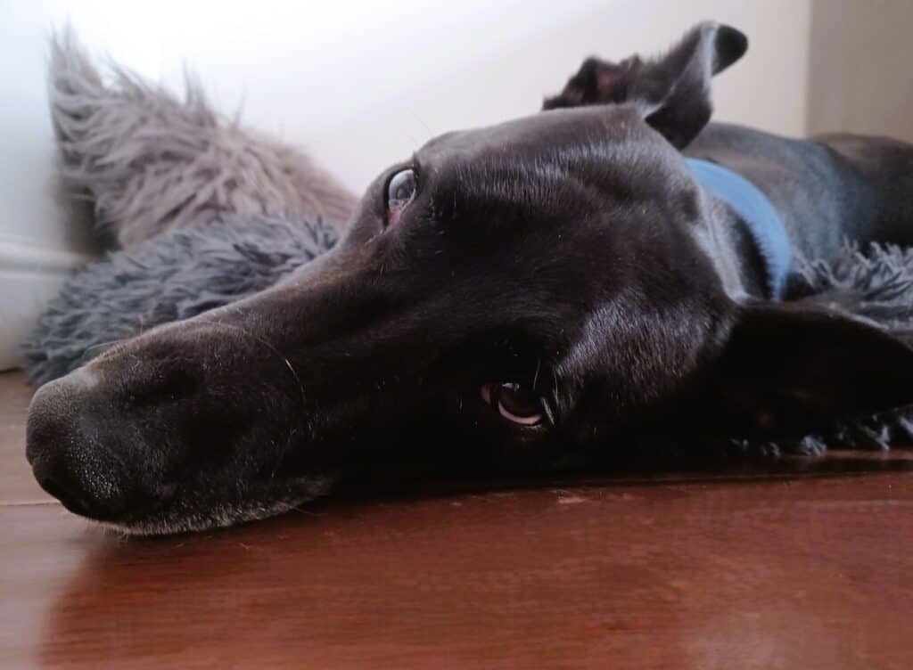 Close up of large black dog lying on hardwood floor looking at camera