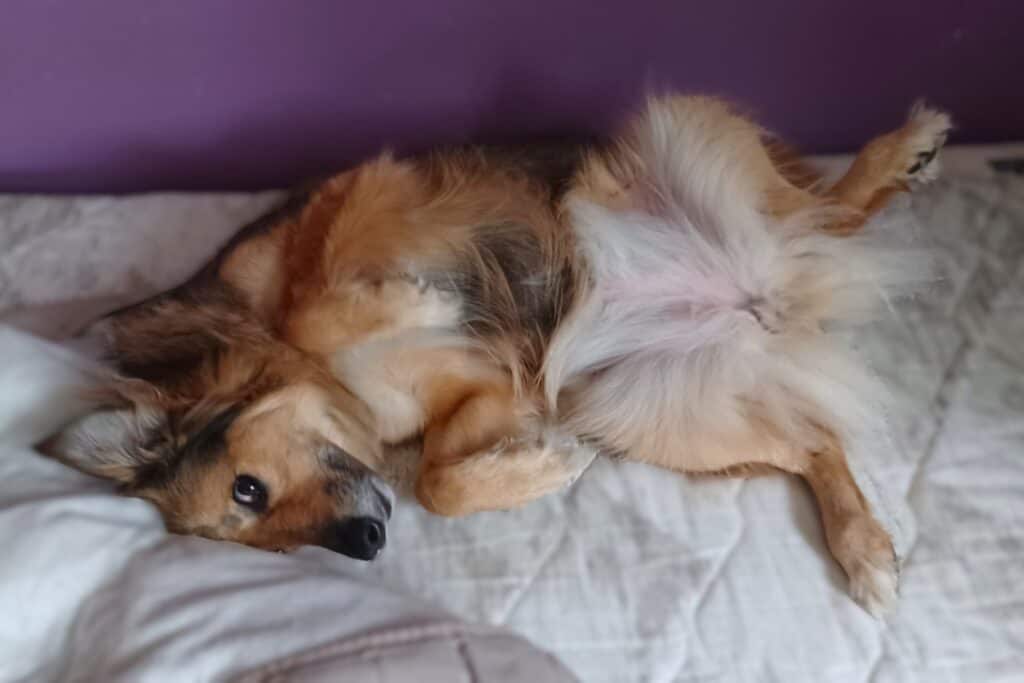 Long-haired brown rescue dog lying on side exposing belly lookong guilty