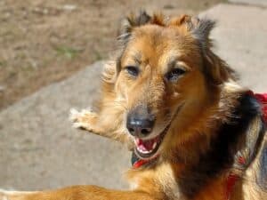 Long-haired brown rescue dog lying on concrete with ears back, looking apprehensive