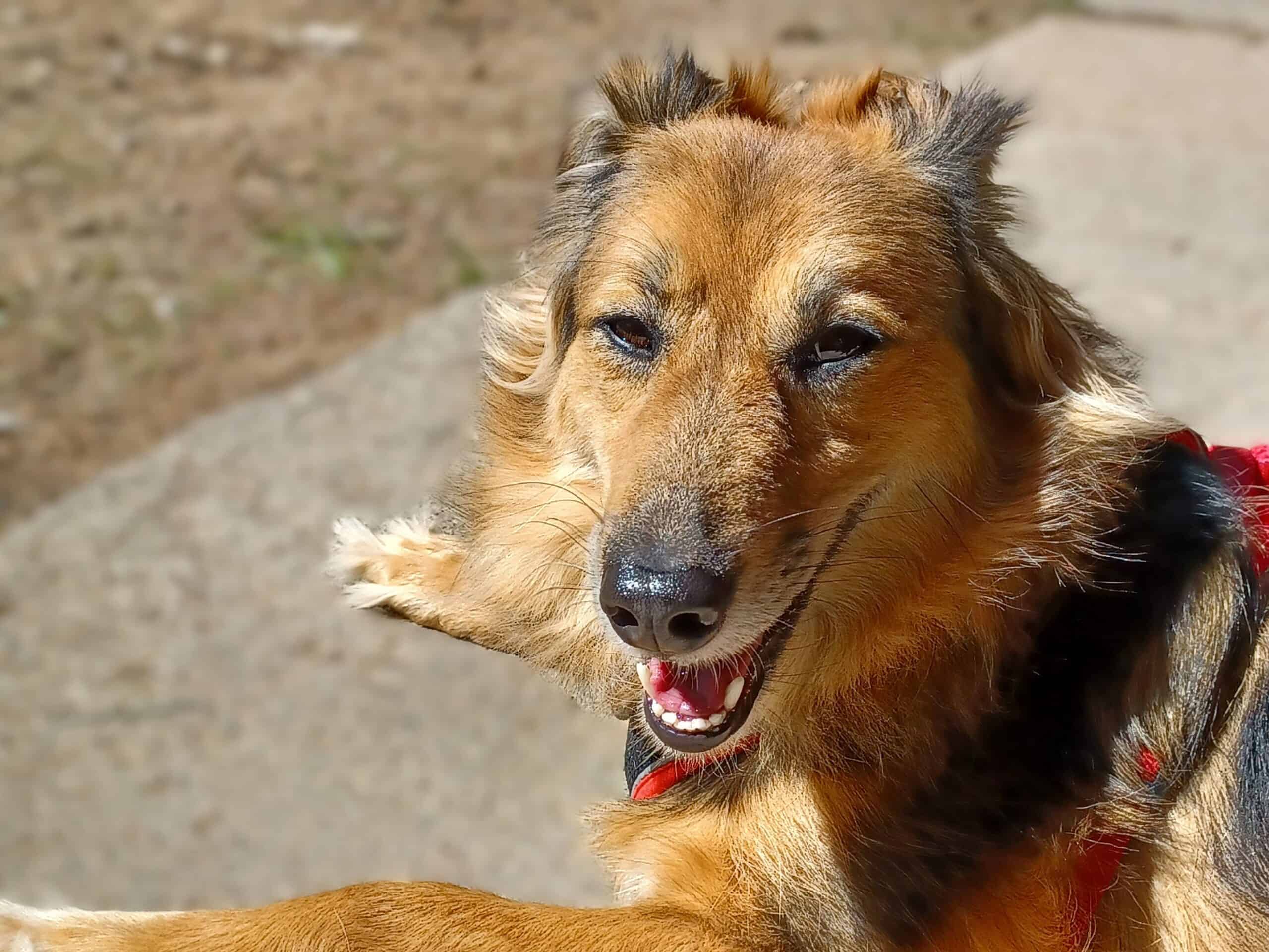 Long-haired brown rescue dog lying on concrete with ears back, looking apprehensive