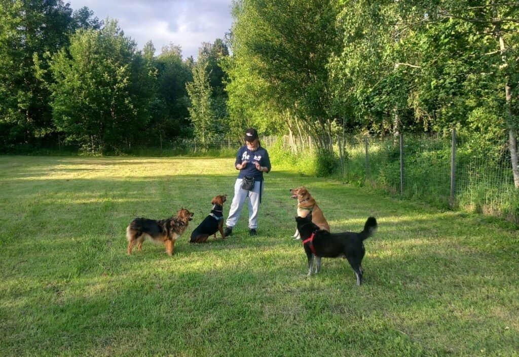 4 medium size dogs in dog park with trainer, 2 sitting, 2 standing