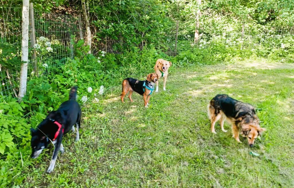 4 medium size dogs walking and sniffing in grassy dog park