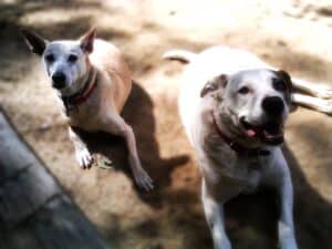 A sandy color desert dog and white pitbull Labrador cross lying side by side on sand, leaning slightly away from each other