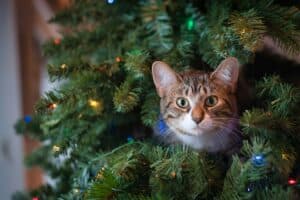 Pretty tabby and white kitten peeping out from between Christmas tree pine branches
