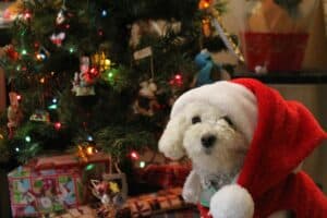 white fluffy terrier wearing Santa hat sitting in front of decorated Christmas tree