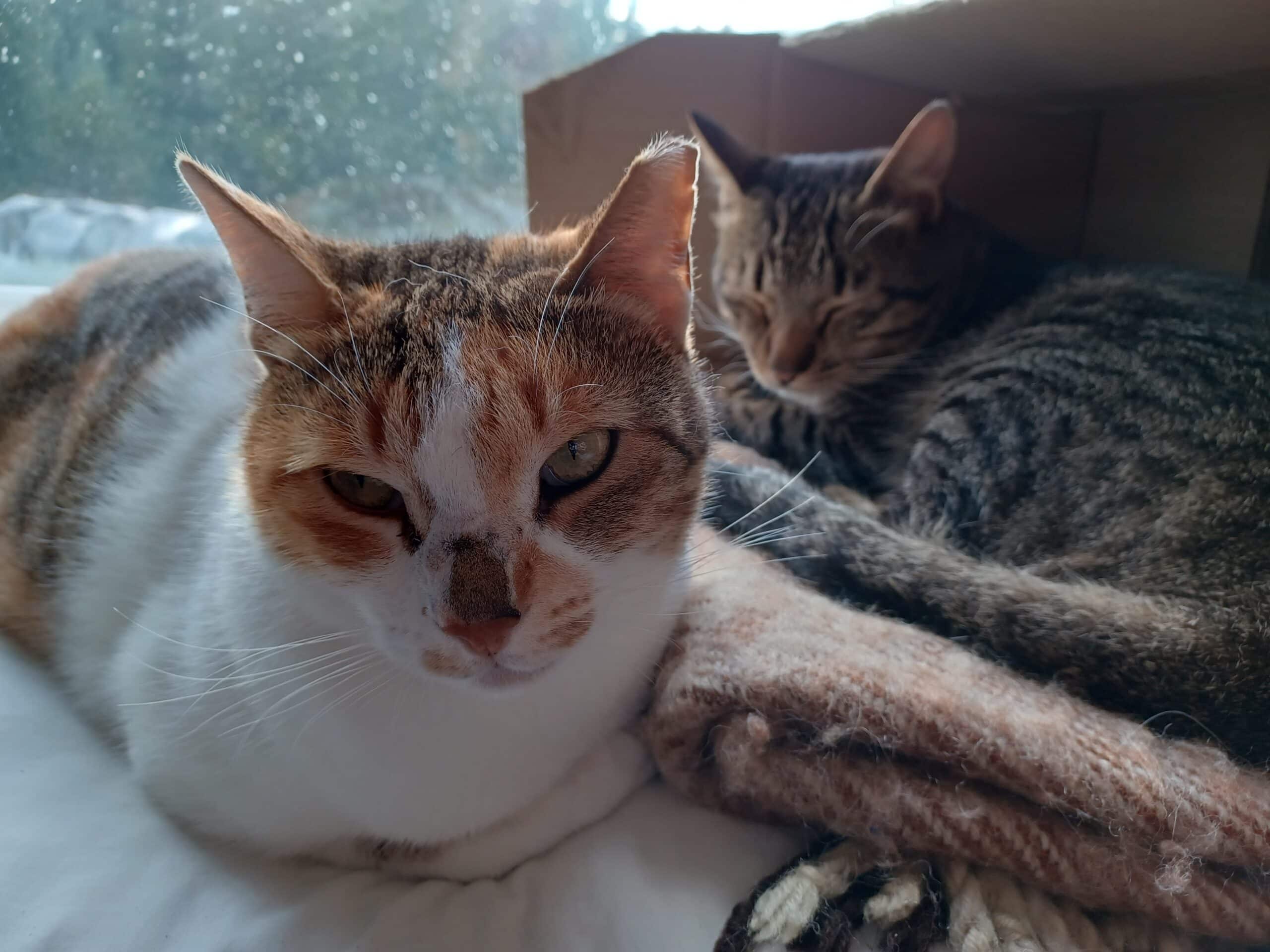 Tortoiseshell cat lying in front of tabby cat curled up in cardboard box