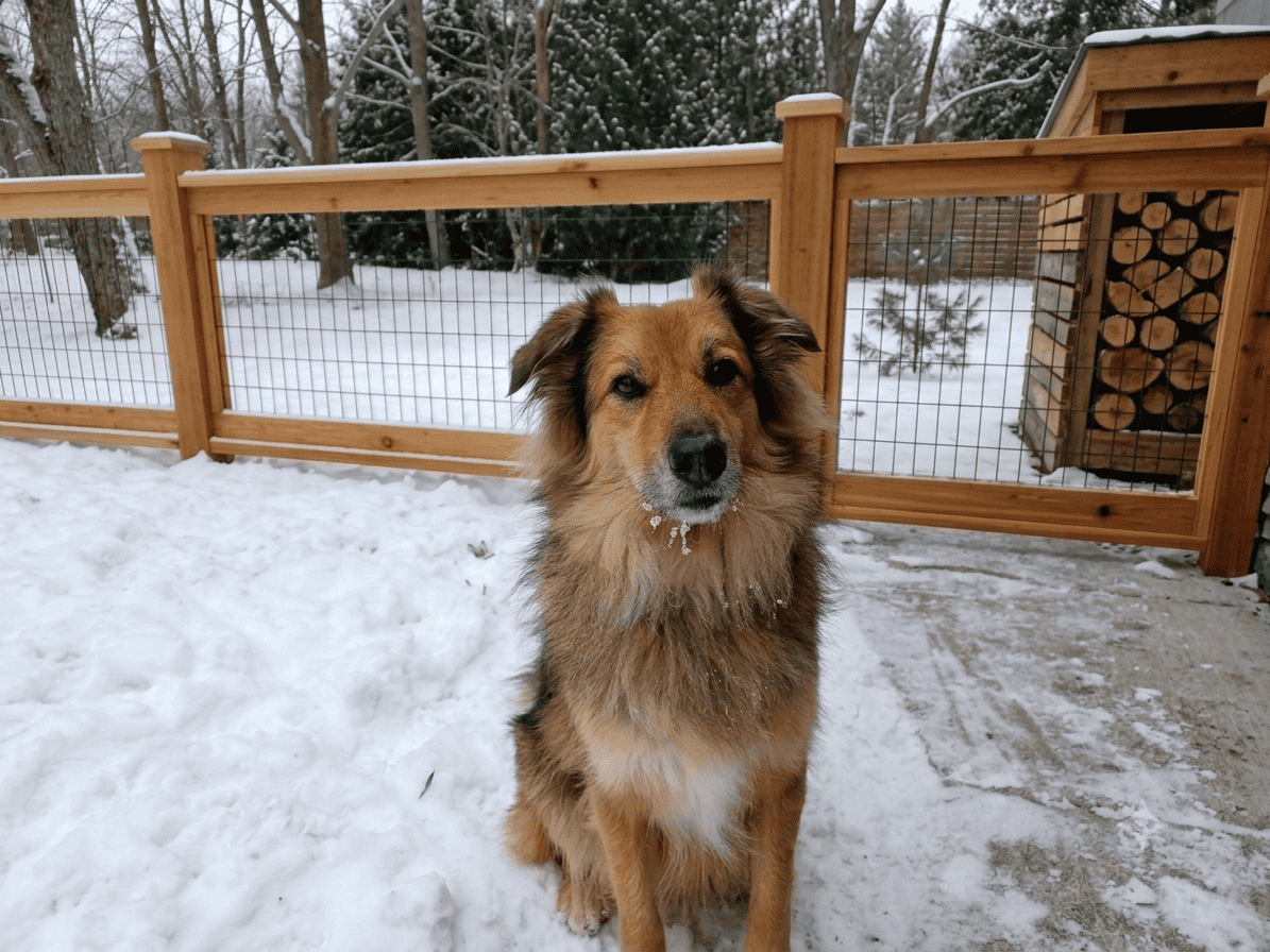 Pretty long haired tan and black dog sitting in snow with wooden fence and pine trees behind