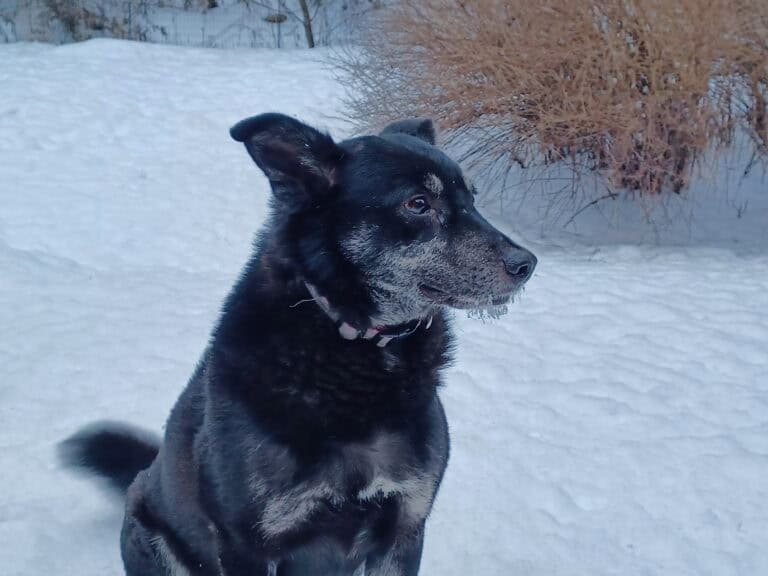 Fearful black dog sitting in snow, with ears back, icicles on his muzzle, looking stressed