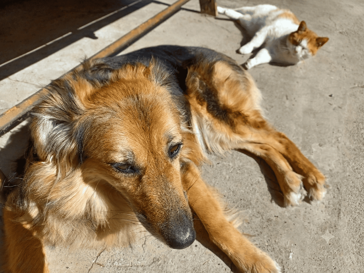 Pretty tan and black medium long haired dog lying on concrete path with ginger and white cat lying behind