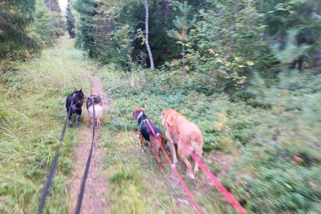 4 medium size dogs from behind walking on a pine forest trail on long lines