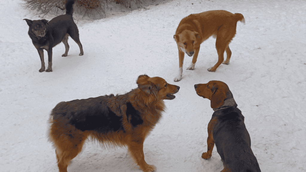 4 medium size dogs playing in snow